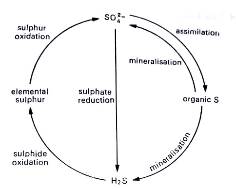 BSc Growth & Distribution of Microorganisms Notes